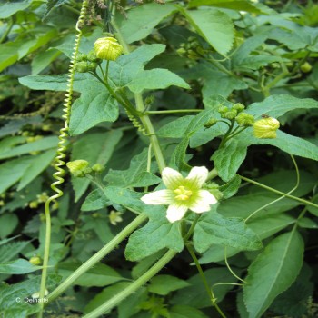 Bryony (Bryonia Dioica Jacq.)